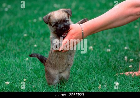 Cairn Terrier, Welpe, 6 Wochen alt, beißt in den Finger, Cairn Terrier, Hündchen, 6 Wochen alt, beißt in den Finger (Tiere) (draußen) (Wiese) (stehend Stockfoto