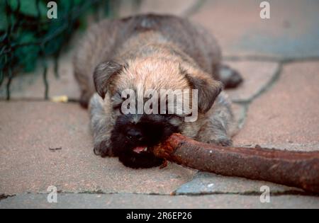 Cairn Terrier, Welpe, 6 Wochen alt, nagelt an einem Ast, Cairn Terrier, Hündchen, 6 Wochen alt, nagelt (Tiere) (außen) (außen) (frontal) (frontal) Stockfoto