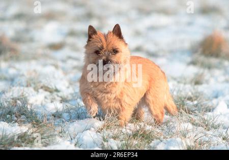 Cairn Terrier, rot, im Winter, Cairn Terrier, rot, Im Winter (Tiere) (im Freien) (Wiese) (Schnee) (Schnee) (stehend) (Erwachsene) (Landschaft) Stockfoto