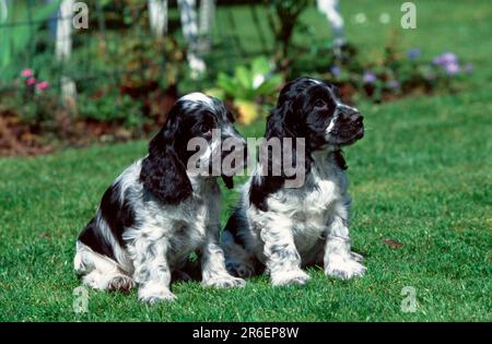 Englischer Cocker Spaniel, schwarz angekreuzt, Welpen, 7 Wochen alt (Tiere) (draußen) (Garten) (Wiese) (Sitzen) (jung) (Hündchen) (Paar) (zwei) Stockfoto