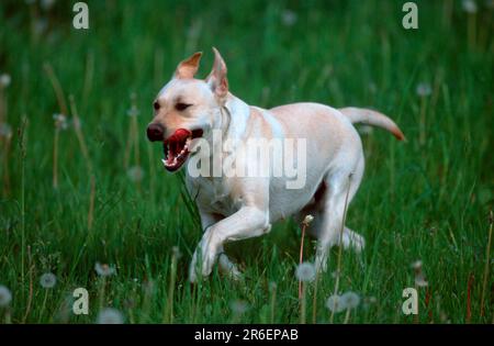 Labrador Retriever, gelb, läuft durch Wiese, Labrador Retriever, läuft durch Wiese (Tiere) (draußen) (draußen) (Wiese) (Sommer) Stockfoto