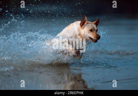 Labrador Retriever, gelb, läuft durch Wasser, Labrador Retriever, läuft durch Wasser, Tiere, im Freien, im Freien, ausgewachsen, Bewegung, Bewegung Stockfoto