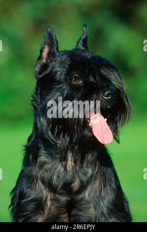 Miniaturschnauzer, schwarz, gekürzte Ohren Stockfoto