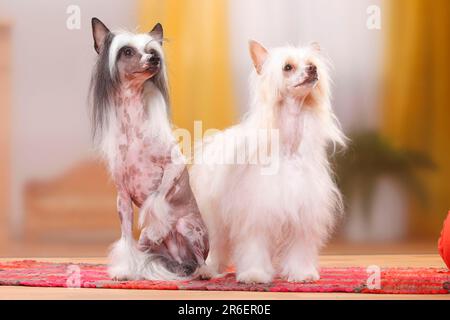 Chinesische Kammhunde, paarweise, haarlos und pudertaub, pudertaub Stockfoto