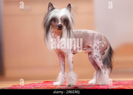 Chinesischer Schamhund, haarlos, Seite Stockfoto