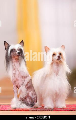 Chinesische Kammhunde, paarweise, haarlos und pudertaub, pudertaub Stockfoto