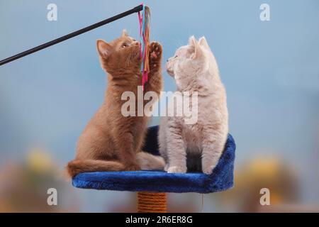 Britische Kurzflossen-Katzen, Kätzchen, Zimt und Feen, 3 Monate, BKH, Britische Kurzhaarkatze, Spielzeug, Angelrute Stockfoto