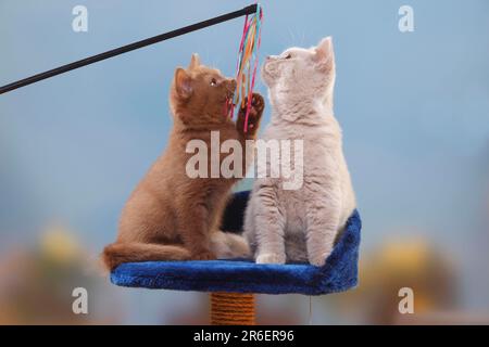 Britische Kurzflossen-Katzen, Kätzchen, Zimt und Feen, 3 Monate, BKH, Britische Kurzhaarkatze, Spielzeug, Angelrute Stockfoto