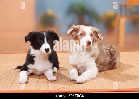 Australian Shepherd, Welpe, Red Merle, 19 Wochen, und Border Collie, 13 Wochen Stockfoto