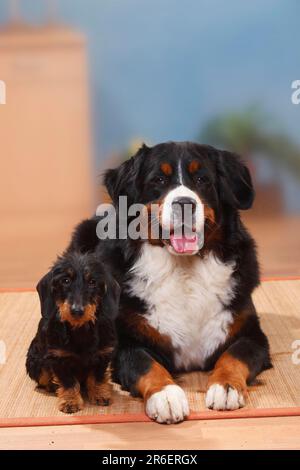 Berner Gebirgshund und Zwerghund Dachshund, Roughhaired Dachshund, Dwarf Dachshund, Dachshund, Roghaariger Dachshund, Zwerg Stockfoto