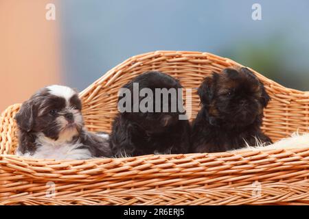 Shih Tzu Welpen, 6 Wochen Stockfoto