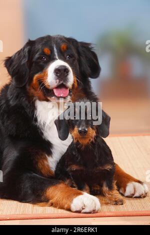 Berner Gebirgshund und Zwerghund Dachshund, Roughhaired Dachshund, Dwarf Dachshund, Dachshund, Roghaariger Dachshund, Zwerg Stockfoto