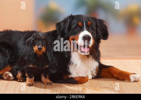 Berner Gebirgshund und Zwerghund Dachshund, Roughhaired Dachshund, Dwarf Dachshund, Dachshund, Roghaariger Dachshund, Zwerg Stockfoto