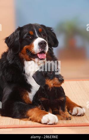 Berner Gebirgshund und Zwerghund Dachshund, Roughhaired Dachshund, Dwarf Dachshund, Dachshund, Roghaariger Dachshund, Zwerg Greyhai Stockfoto