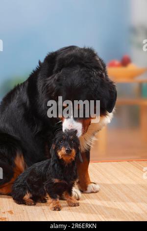 Berner Gebirgshund und Zwerghund Dachshund, Roughhaired Dachshund, Dwarf Dachshund, Dachshund, Roghaariger Dachshund, Zwerg Stockfoto