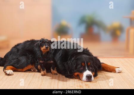 Berner Gebirgshund und Zwerghund Dachshund, Roughhaired Dachshund, Dwarf Dachshund, Dachshund, Roghaariger Dachshund, Zwerg Stockfoto