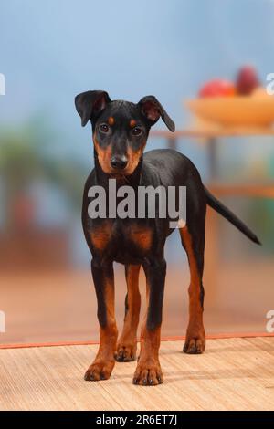 Deutscher Pinscher, Welpe, 17 Wochen, abnehmbar Stockfoto