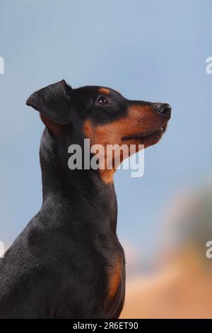 Deutsche Pinscher, Welpen, 17 Wochen Stockfoto