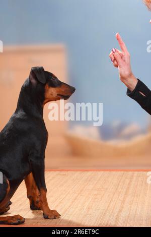 Deutscher Pinscher, Welpe, 17 Wochen, Trainingssitz, Zeigefinger hoch, Hundetraining Stockfoto