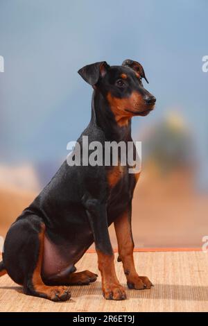 Deutsche Pinscher, Welpen, 17 Wochen Stockfoto