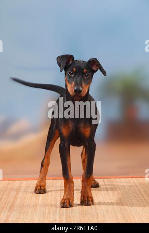 Deutsche Pinscher, Welpen, 17 Wochen Stockfoto