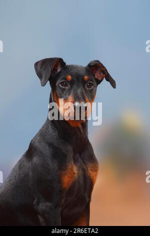 Deutsche Pinscher, Welpen, 17 Wochen Stockfoto