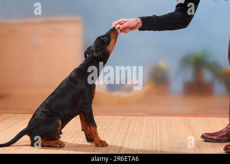 Deutscher Pinscher, Hündchen, 17 Wochen, Sport, wird behandelt, Hundetraining, seitlich Stockfoto