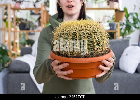 Großer echinocactus Gruzoni in den Händen einer überraschten und lustigen Emotionen Frau im Inneren eines grünen Hauses mit Regal-Sammlungen von Hauspflanzen. Hom Stockfoto