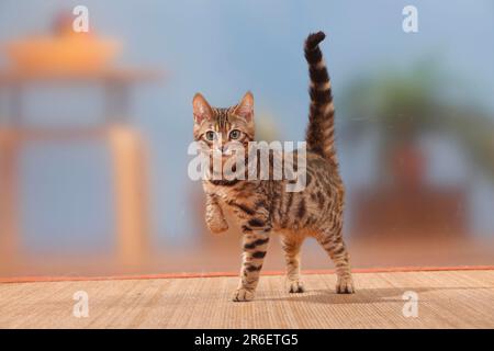 Bengalkatze, Kätzchen, Männlich, 3 Monate, Tomcat, Pfote hoch Stockfoto