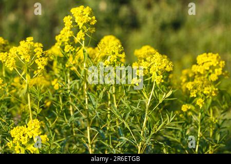 Euphorbia virgata, gemeinhin bekannt als Blattspriger, Wolfsmilchpfeffer oder Wolfsmilch, ist eine in Europa und Asien und in Stockfoto