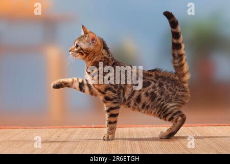 Bengalkatze, Kätzchen, Männlich, 3 Monate, Männlich, Seitlich, Pfote angehoben Stockfoto