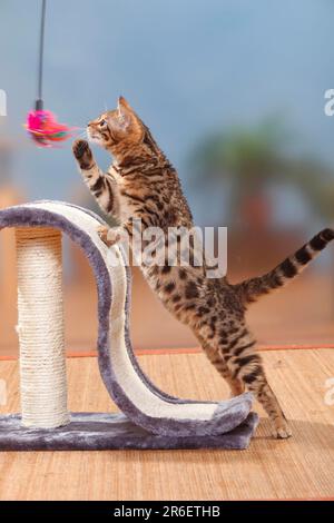 Bengalkatze, Kätzchen, Männlich, 3 Monate, Männlich, Katzenbaum, Spielzeug Stockfoto