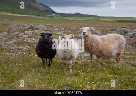 Isländische Schafe, Schafe, Schafe, Island Stockfoto