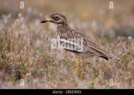 Steinkurbel (Burhinus oedicnemus), Lanzarote, Spanien, Side, Europa Stockfoto