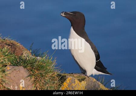 Tordalk (Alca Torda), Island Stockfoto