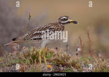 Steinkurbel (Burhinus oedicnemus), Lanzarote, Spanien, Side Stockfoto