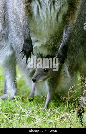 Rothalskänguruh (Macropus rufogriseus), joey, Rothalskänguruh jung im Beutel Stockfoto