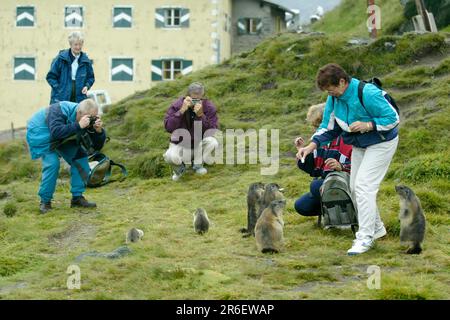 Touristen füttern alpine Murmeltiere (Marmota marmota), Österreich Stockfoto