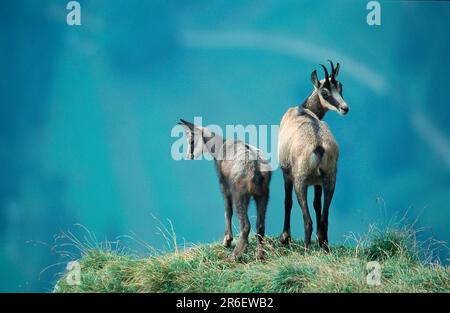 Chamois (Rupicapra rupicapra) mit Kind Stockfoto