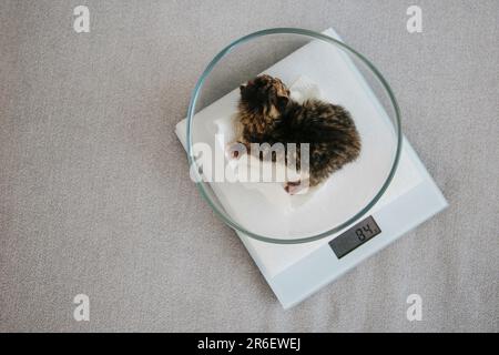 Ein neugeborenes Kätzchen auf der Waage. Stockfoto