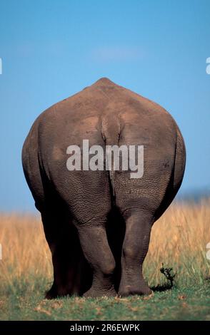 Weißes Nashorn, Umfolozi-Nationalpark, Südafrika, weißes Nashorn (Ceratotherium simum) Stockfoto