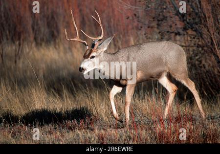 Maultierhirsch (Odocoileus hemionus), männlich, Bosque del Apache, New Mexico, USA Stockfoto