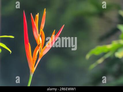 Eine lebendige Blume, die sich in den warmen Sonnenstrahlen vor einem neutralen Hintergrund sonnt Stockfoto