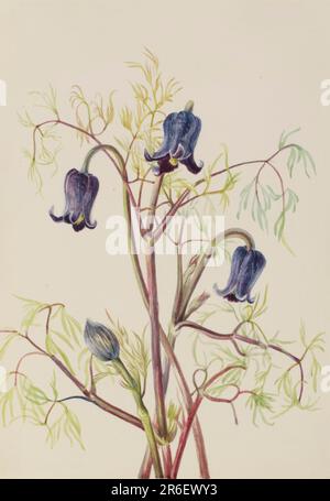 Lederblume (Clematis hirsutissima). Aquarell auf Papier. Datum: Ca. 1930er. Museum: Smithsonian American Art Museum. Stockfoto