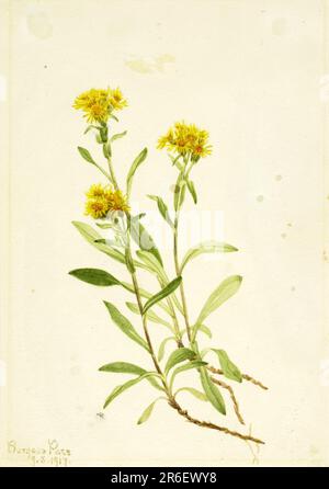 Der Goldenrod Am Seitenstreifen. Datum: 1917. Aquarell auf Papier. Museum: Smithsonian American Art Museum. Stockfoto