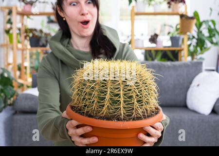 Großer echinocactus Gruzoni in den Händen einer überraschten und lustigen Emotionen Frau im Inneren eines grünen Hauses mit Regal-Sammlungen von Hauspflanzen. Hom Stockfoto