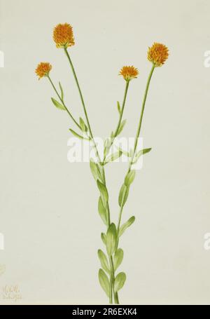 Orange Polygala (Polygala lutea). Datum: 1926. Aquarell auf Papier. Museum: Smithsonian American Art Museum. Stockfoto
