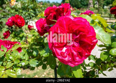 Rote Rose mit doppelter Blüte. Stockfoto