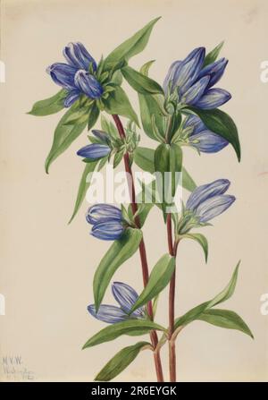 Flasche Gentian (Gentiana saponaria). Datum: 1924. Aquarell auf Papier. Museum: Smithsonian American Art Museum. Stockfoto