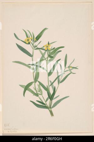 Unbenannt (Blumenstudie). Aquarell auf Papier. Datum: 1923. Museum: Smithsonian American Art Museum. Stockfoto